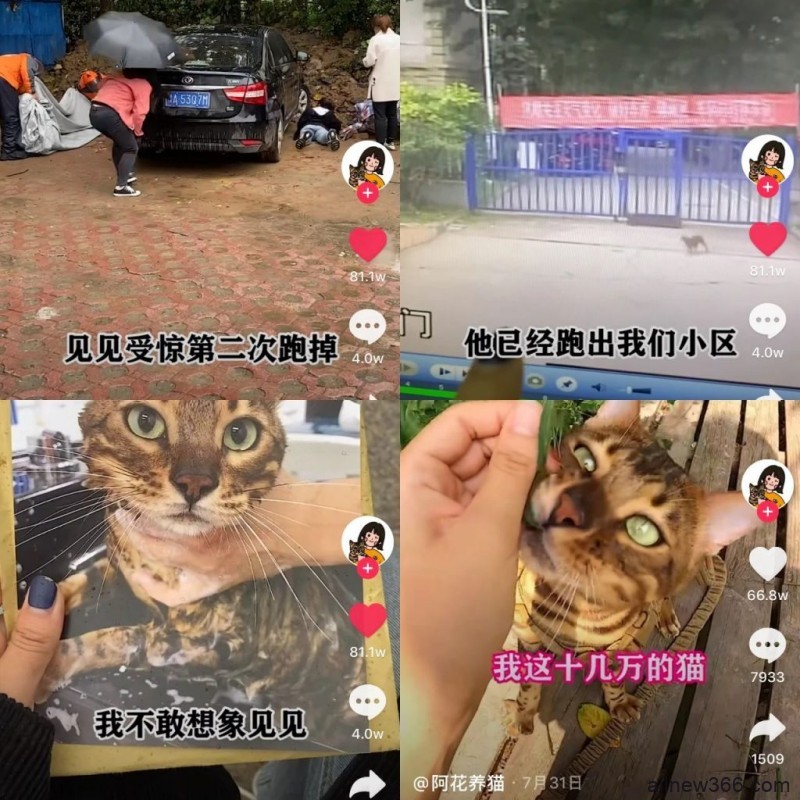 《嫂子101》？十几万的猫走丢？崔晋求婚？网红直播被抓？马西西被骂？