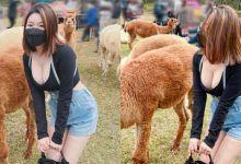 草泥馬真的好大!短髮俏女孩「Judy邱比特」爆乳追羊駝-蜗牛扑克官方-GG扑克
